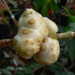 Morinda citrifolia נוני (אנונת בר) פרי על ענף