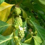 Morinda citrifolia נוני (אנונת בר)