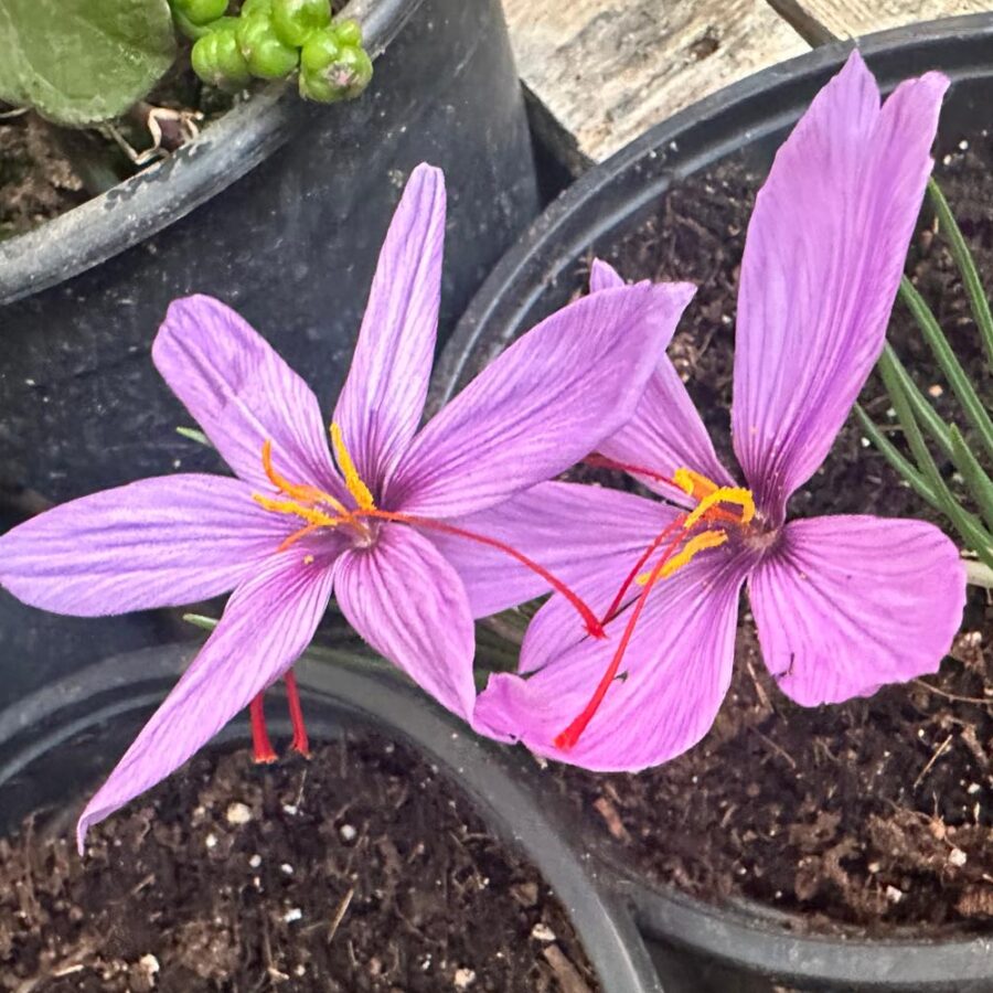 זעפרן פורח 3