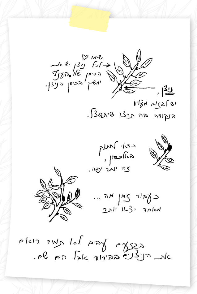 עקרונות בגיזום עצי פרי - פיצול ענפים