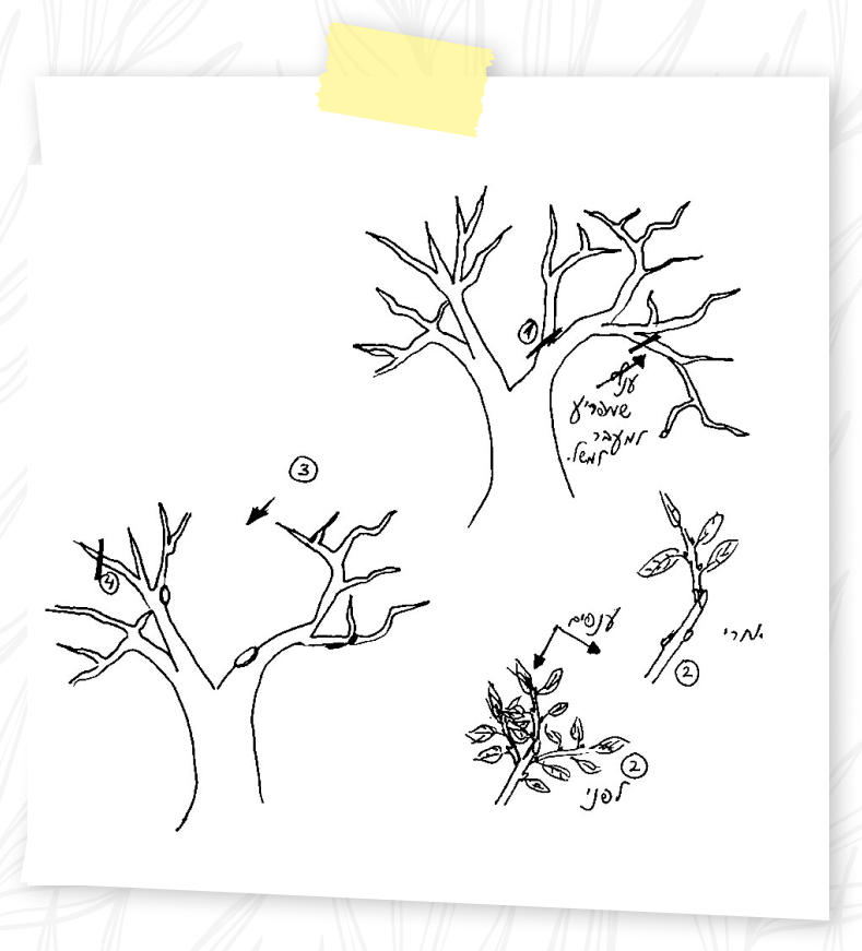 ביטול וכיוון ענפים