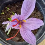 פרח זעפרן (כרכום)