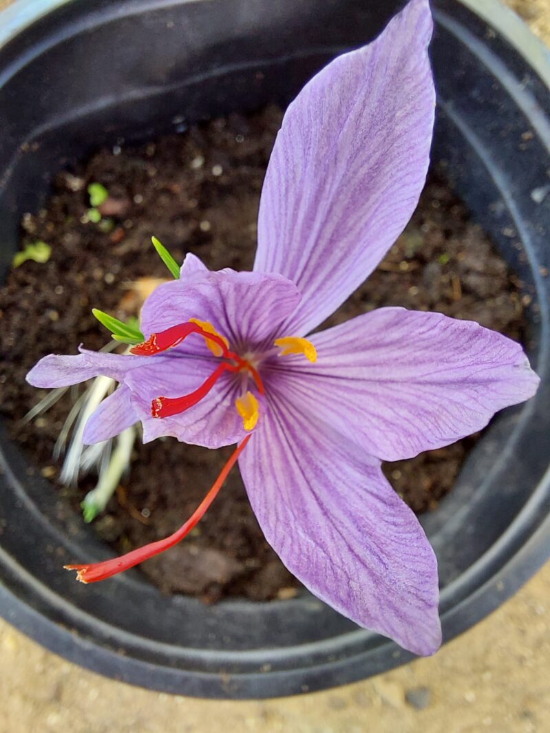 פרח זעפרן (כרכום)