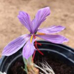 פרח זעפרן (כרכום)