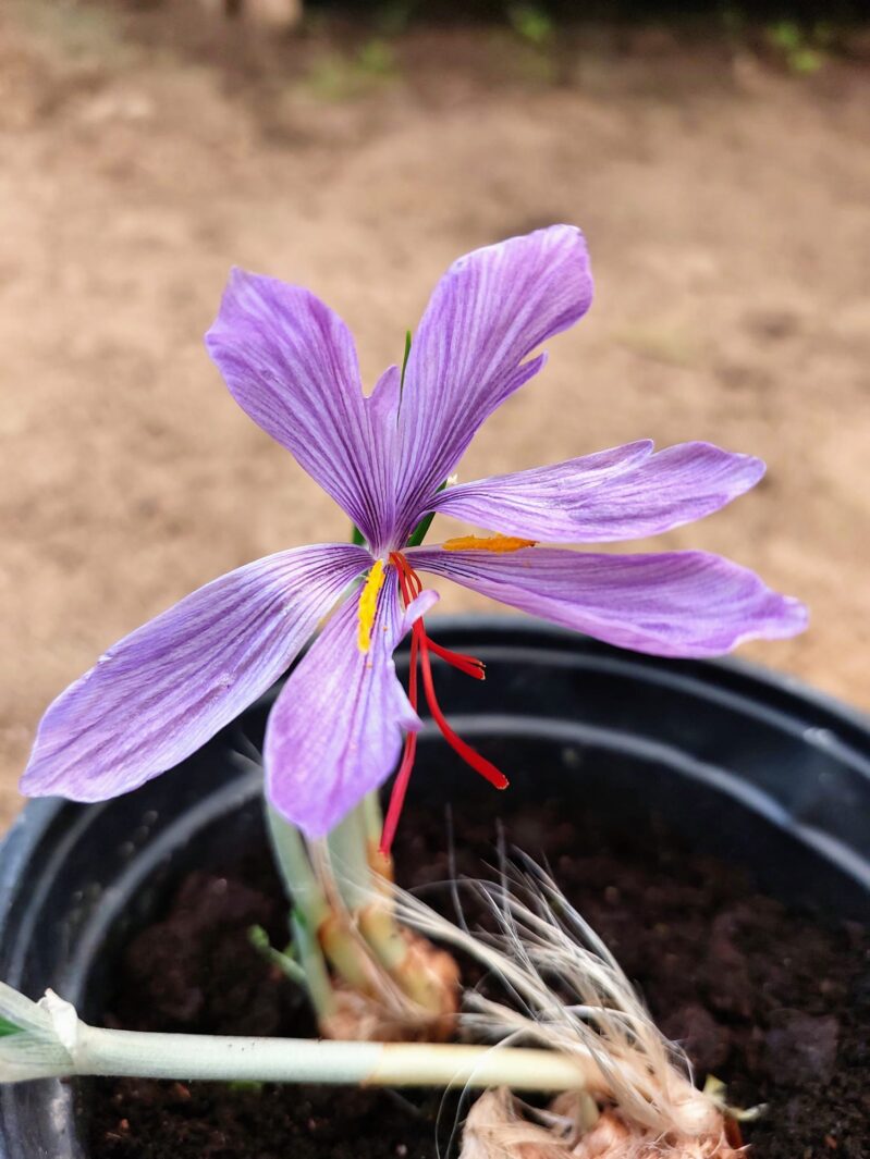 פרח זעפרן (כרכום)