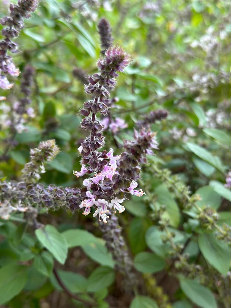 קפאו / בזיליקום תאילנדי