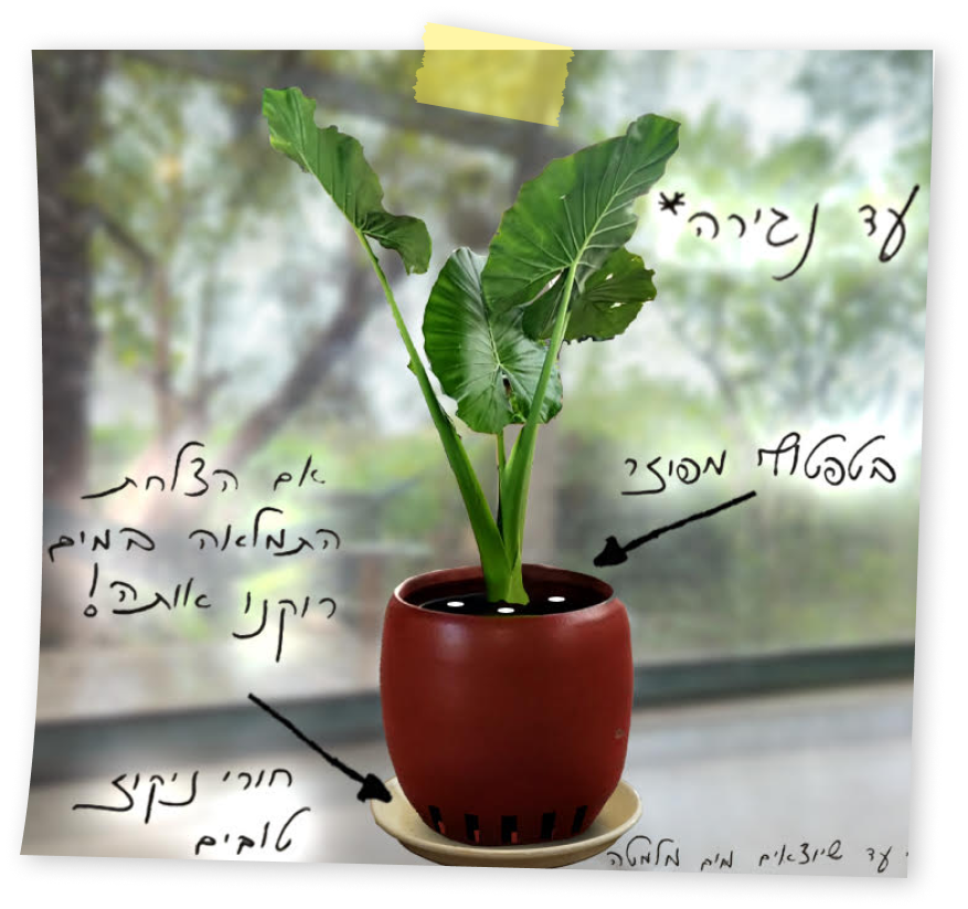 איך משקים עצי פרי וצמחי מאכל שגדלים בעציצים?