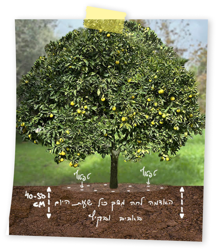 איך משקים עצי פרי וצמחי מאכל?