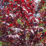 שזיף פיסרדי