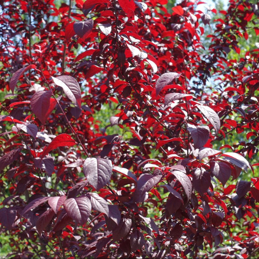 שזיף פיסרדי