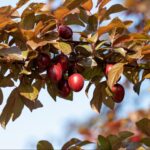 שזיף פיסרדיי