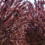 Shutterstock 2126831111 Edited