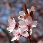 Shutterstock 2298595117 Edited