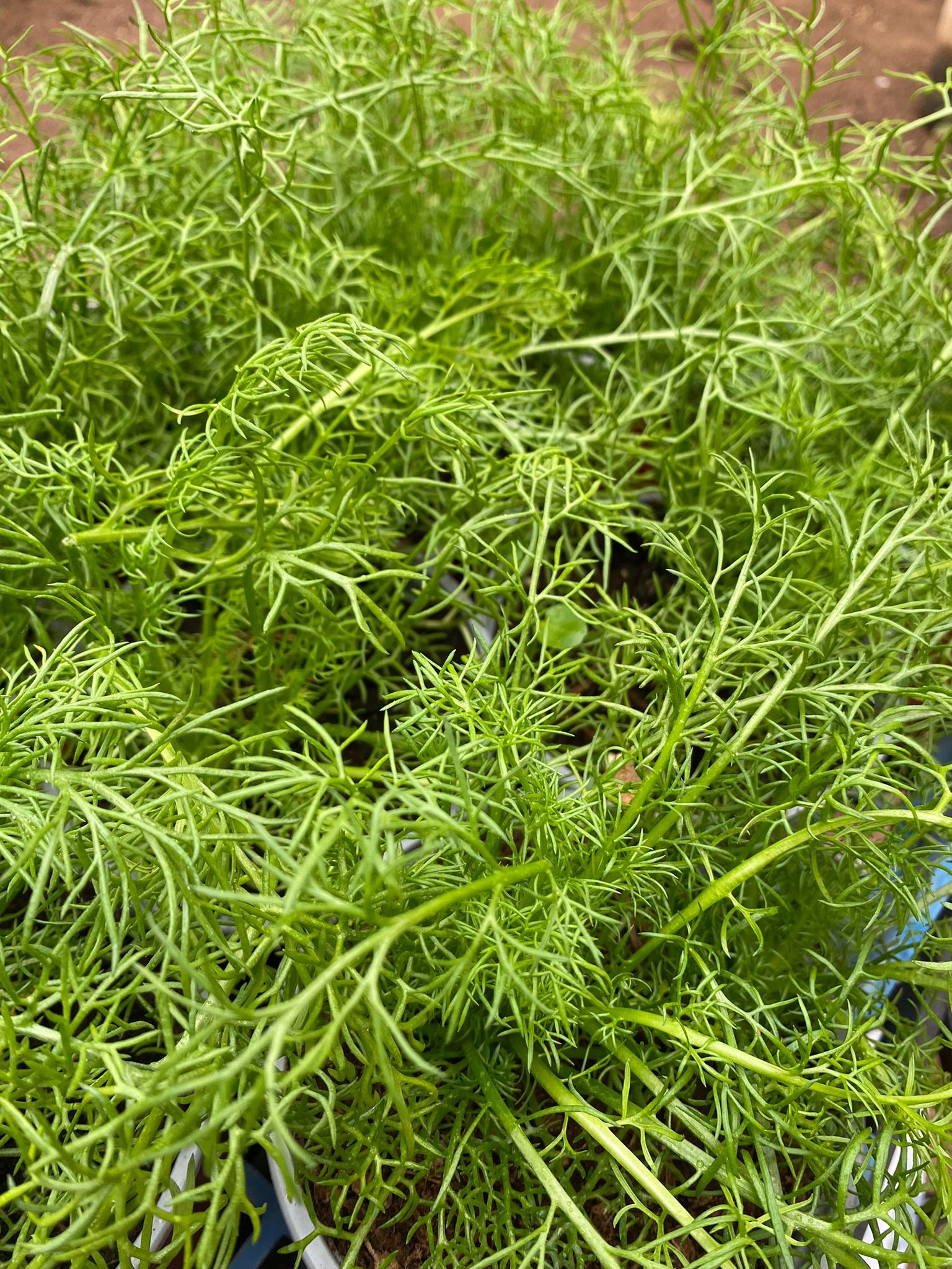 עלים של שתיל קמומיל (בבונג)