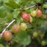 07157c97 0254 49a0 B363 94fc6685e892