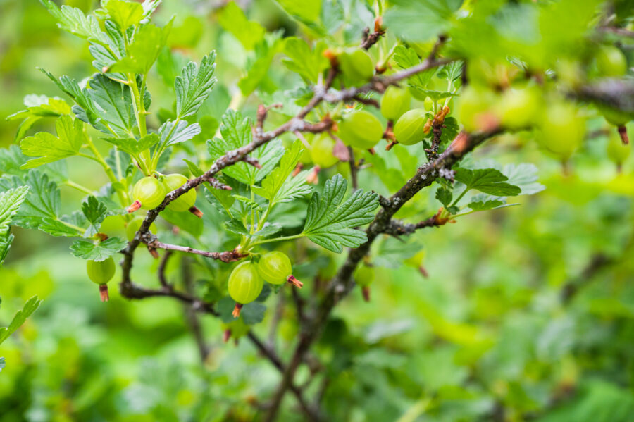 חזרזר אדום A Closeup Shot Of European Gooseberries On A Branch