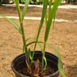 שתיל קנה סוכר