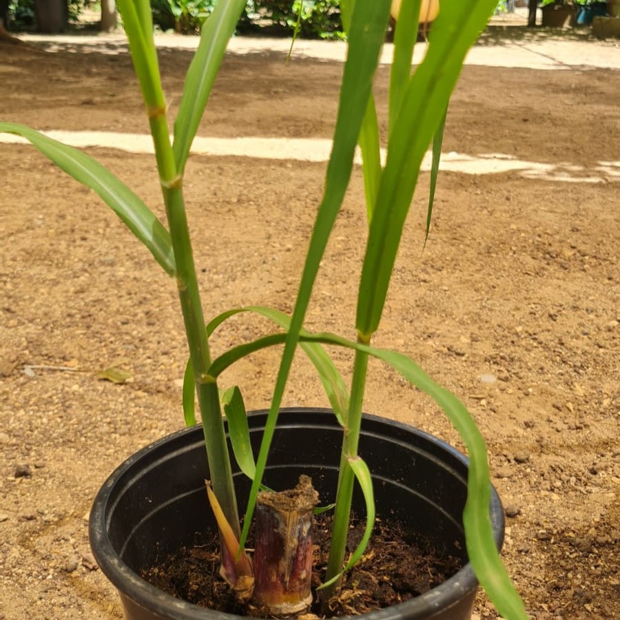 שתיל קנה סוכר