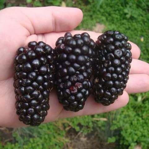 פירות אוסנה קראקה בלאק