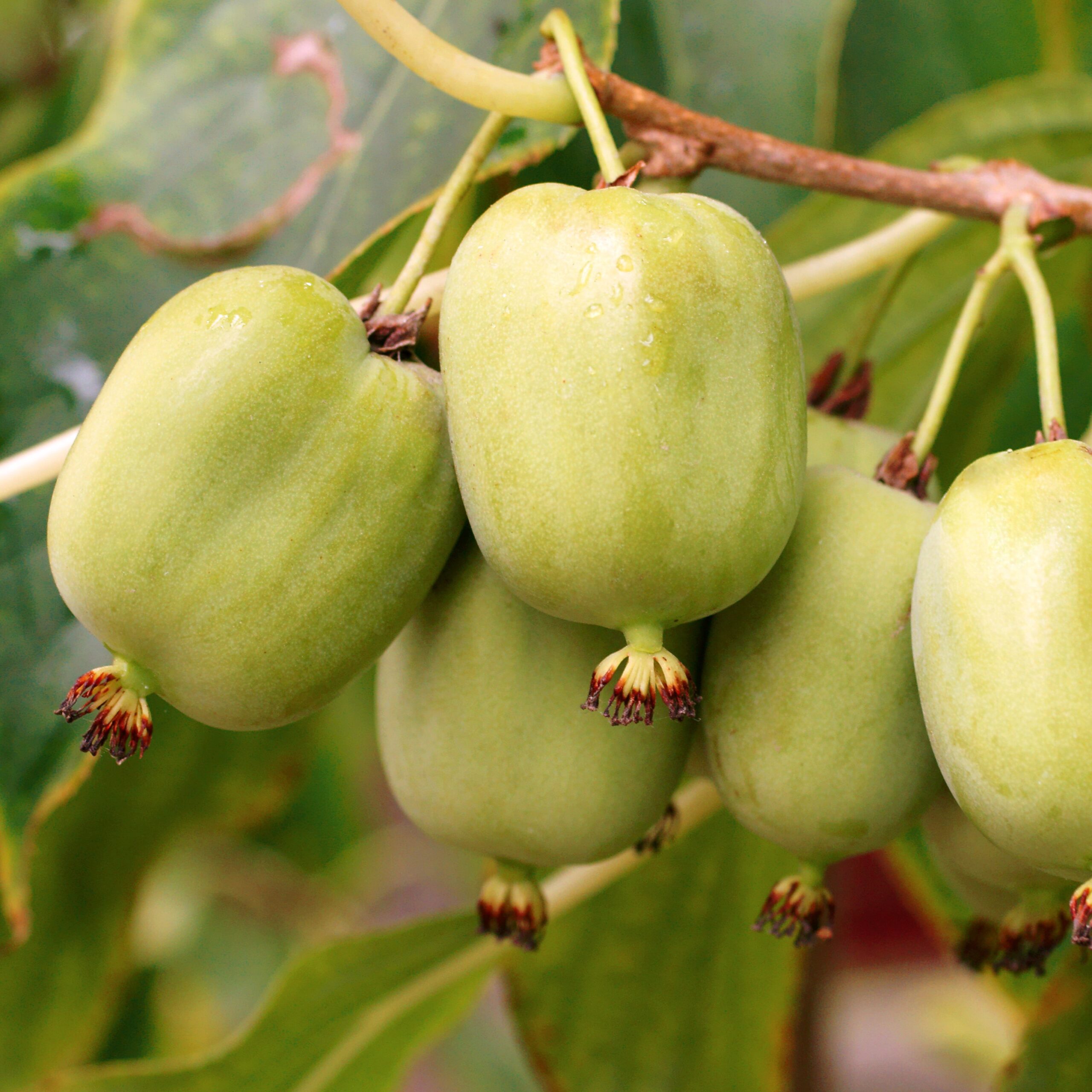 קיווי ברי ירוק פירות על ענף מטפס