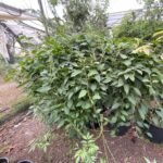 קיווי ברי ירוק שיח