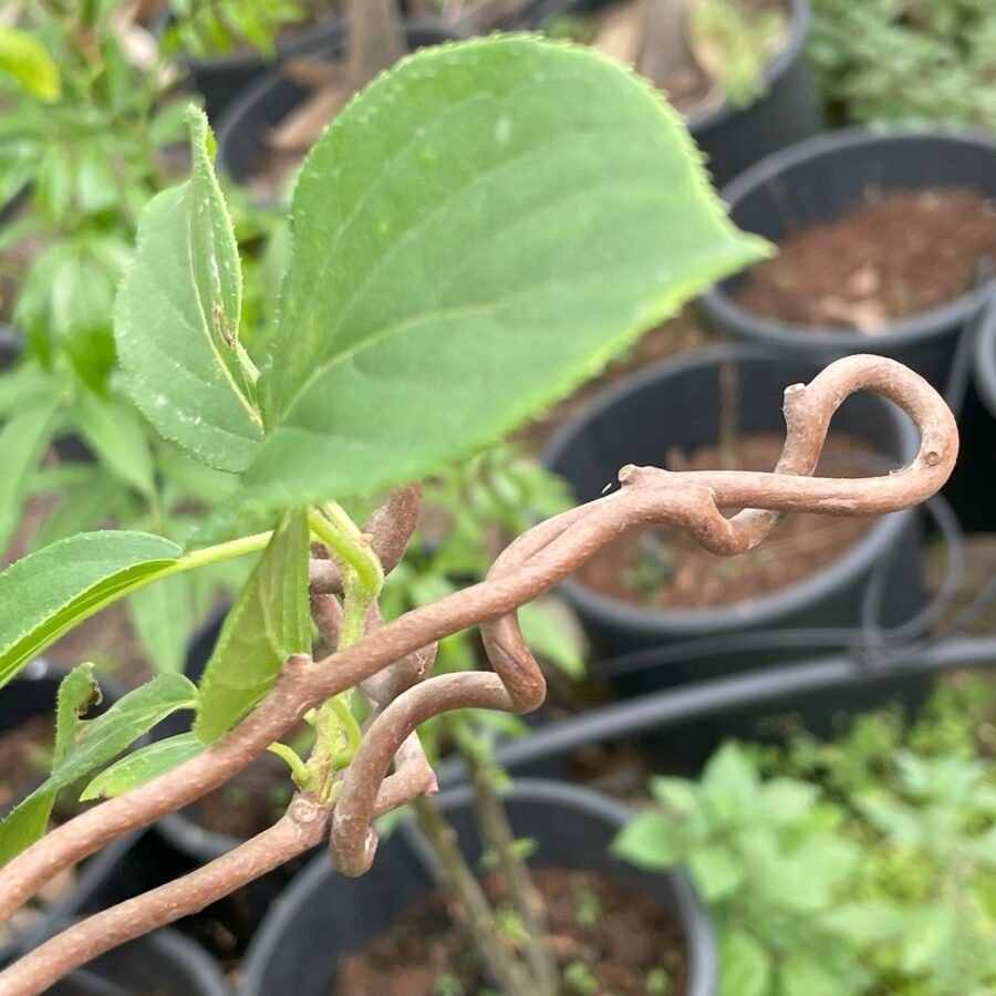 קיווי ברי ירוק שיח מטפס