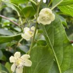 קיווי ברי פריחה