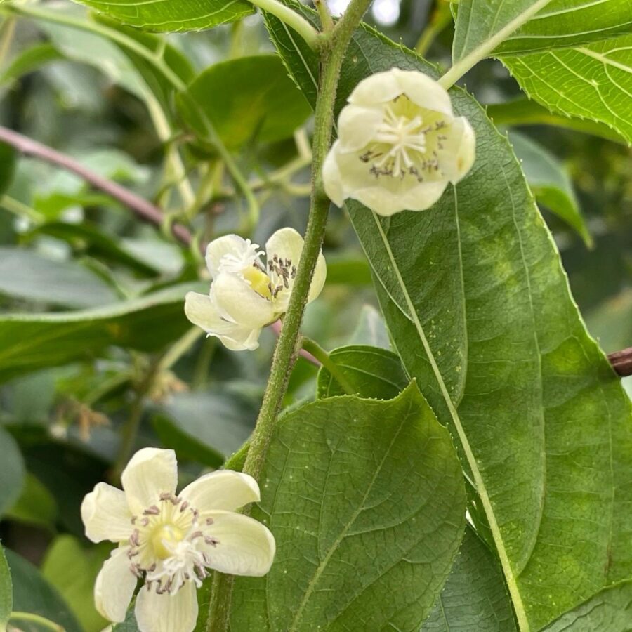 קיווי ברי פריחה