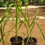 שתילי קנה סוכר