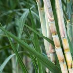 קנה סוכר ועלים