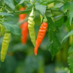 red chili cayenne pepper פלפל חריף קאיין