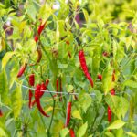 red chili cayenne pepper פלפל חריף קאיין