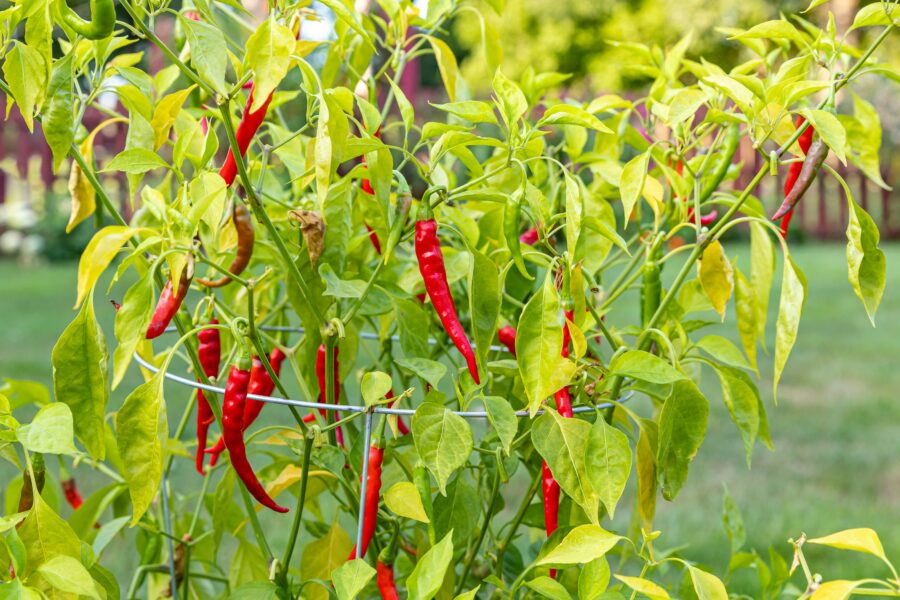red chili cayenne pepper פלפל חריף קאיין