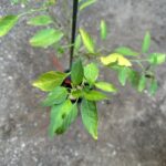 שתיל פלפל חריף קאיין