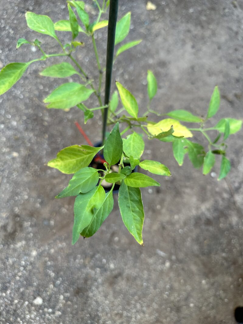 שתיל פלפל חריף קאיין