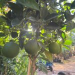 תפוז ולנסיה פירות ירוקים עדיין