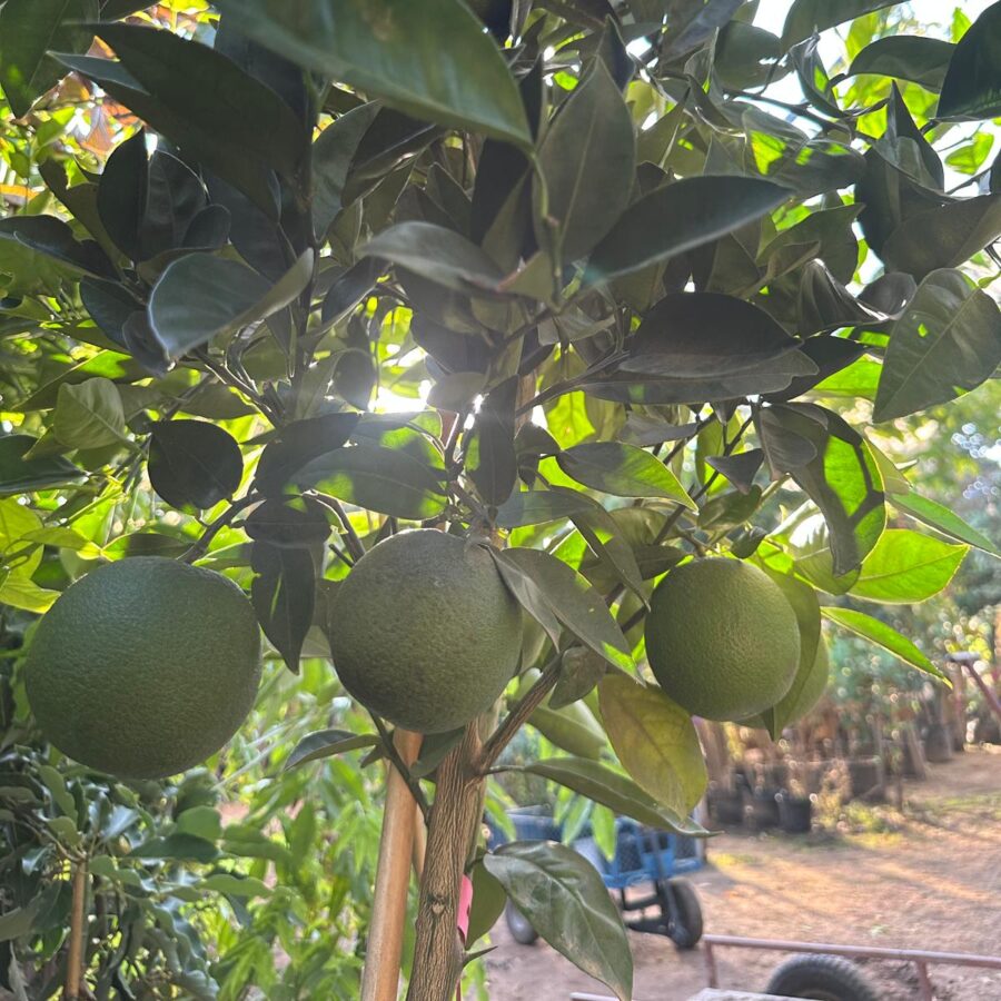 תפוז ולנסיה פירות ירוקים עדיין