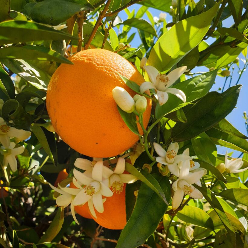 תפוזינה - מינאולה