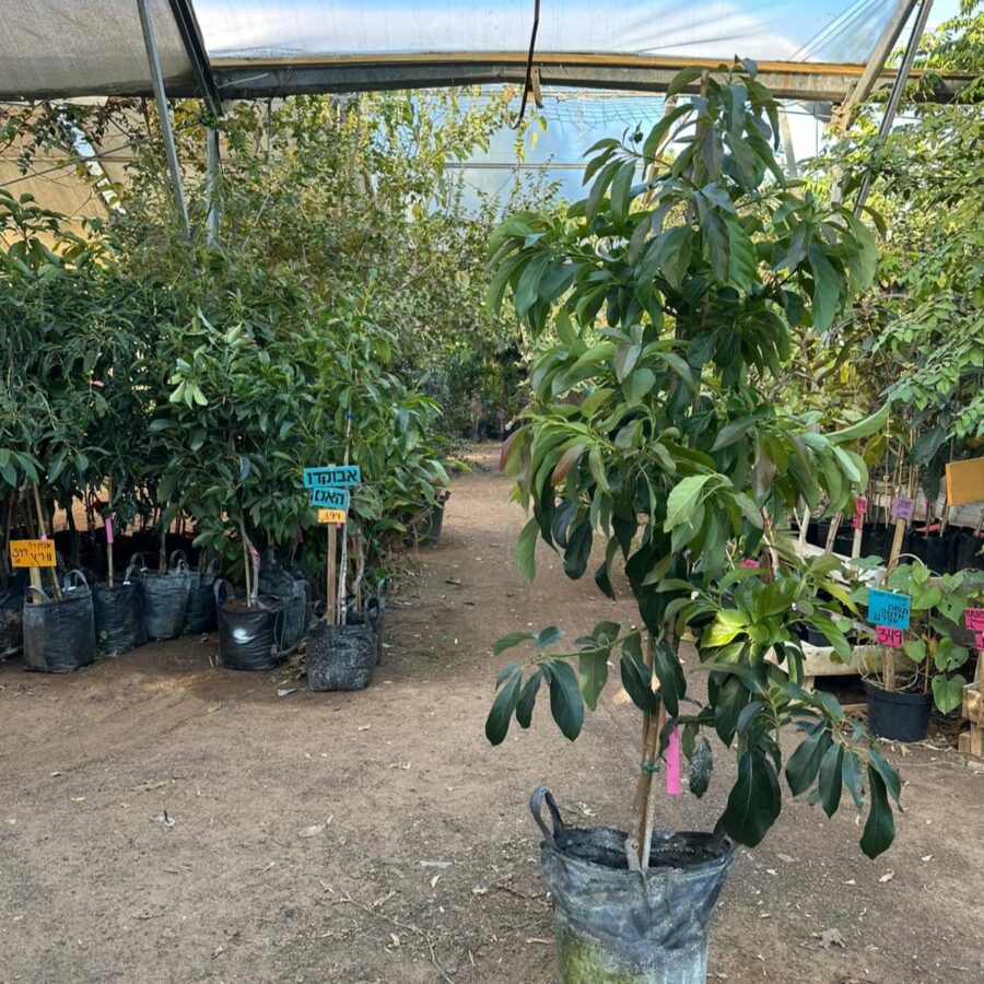 אבוקדו ריד Reed Avocado