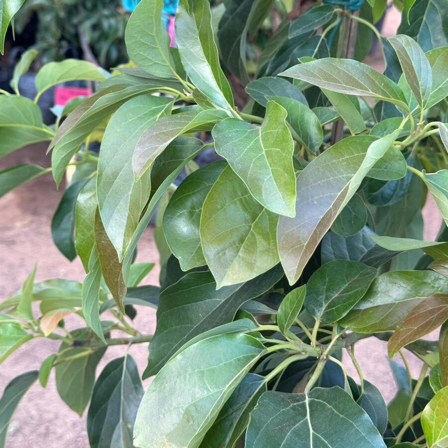 אבוקדו ריד Reed Avocado