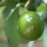 אבוקדו ריד Reed Avocado