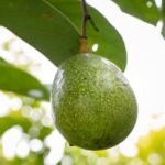 אבוקדו ריד Reed Avocado