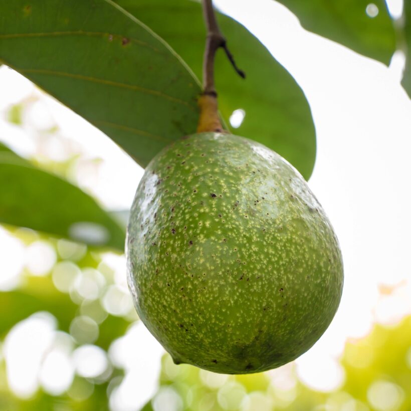 אבוקדו ריד Reed Avocado