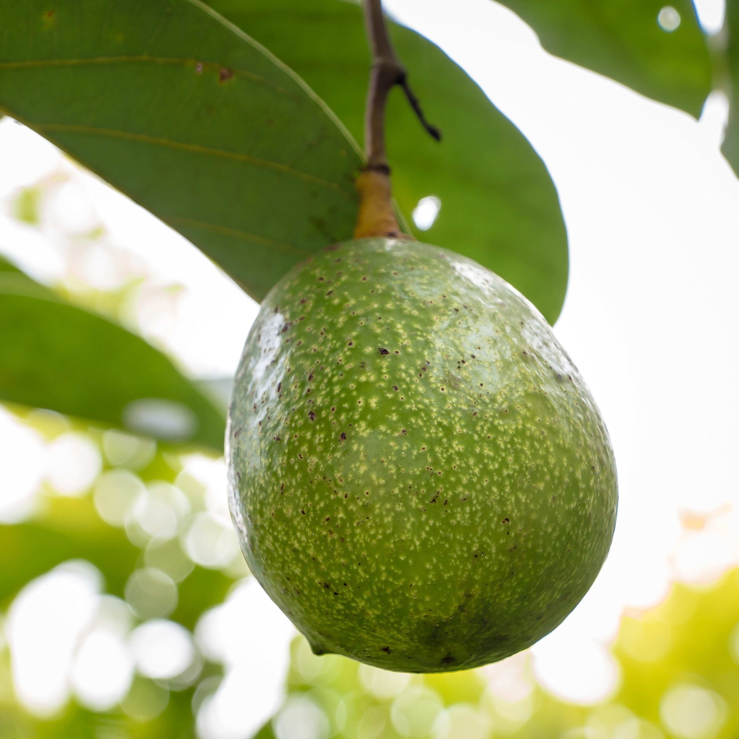 אבוקדו ריד Reed Avocado