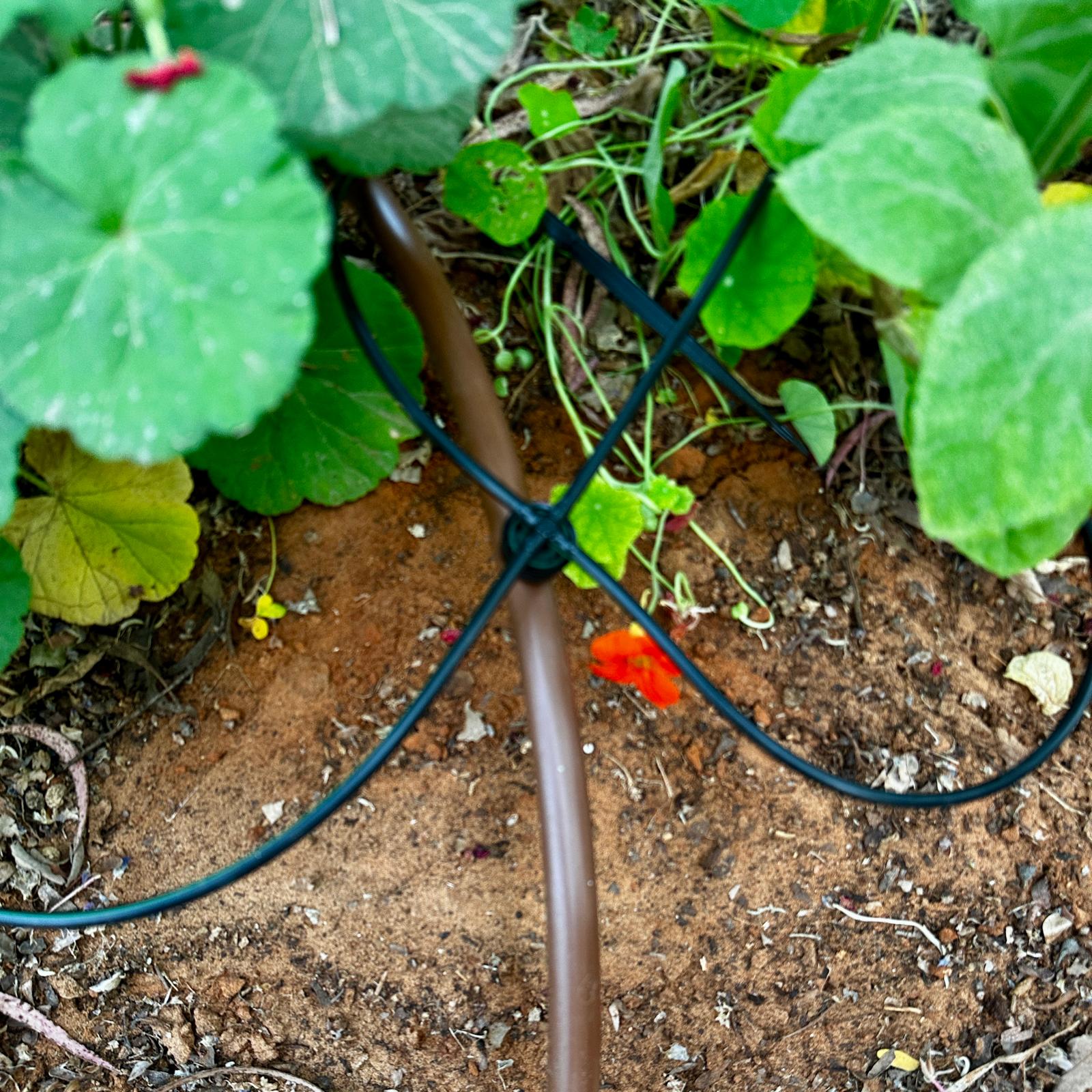 טפטפת עכביש ספיידר