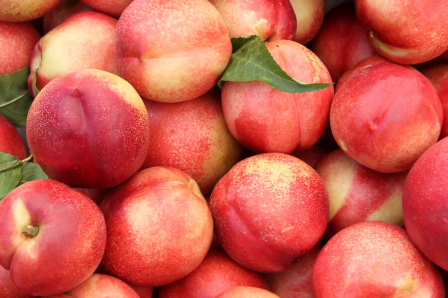 נקטרינה לבנה