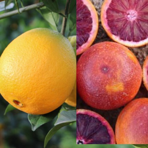 תפוז דו זני