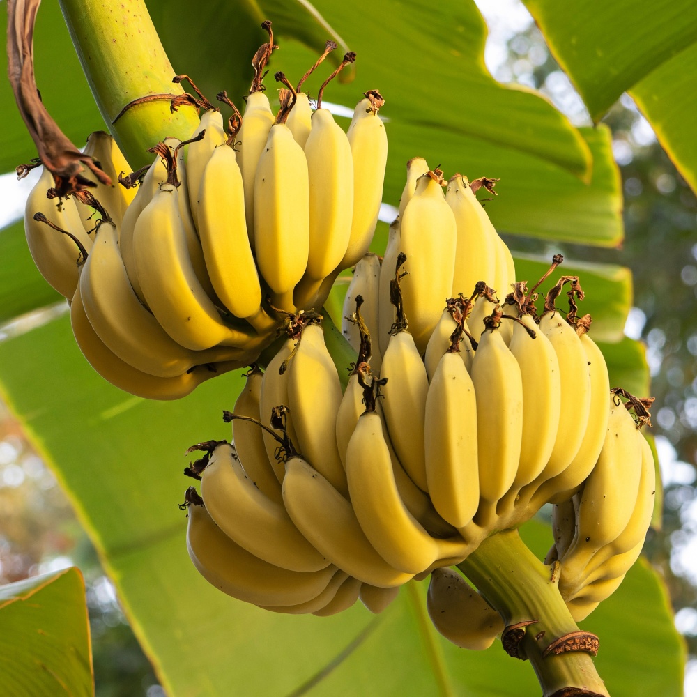 בננה בשלה Gn