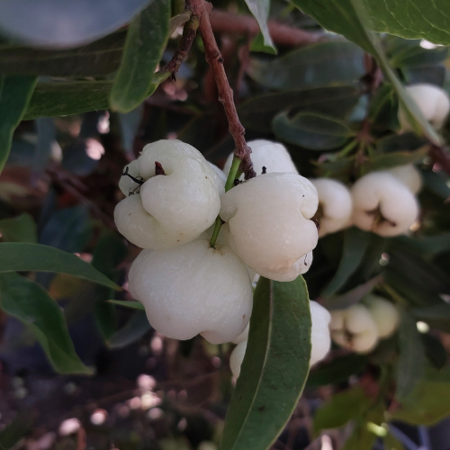 עיצוב ללא שם 2025 12 21t151741.275